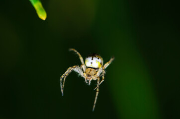 A small yellow-and-white colored spider with a black cross on the abdomen
