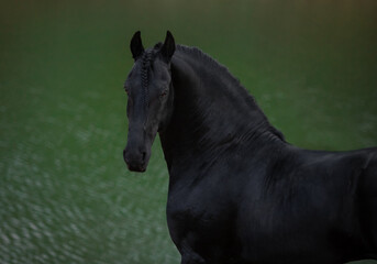 black horse portrait