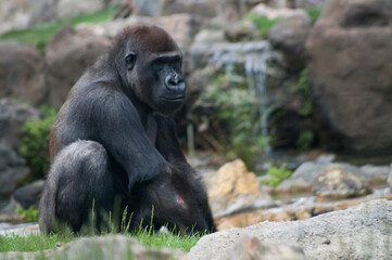 Obraz premium gorilla in the zoo