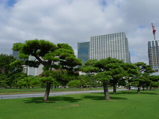 皇居外苑の松林の向こうに見える丸の内のビル群