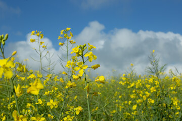 Yellow Close-up Canola Flower wit Clouds and Blue sky.