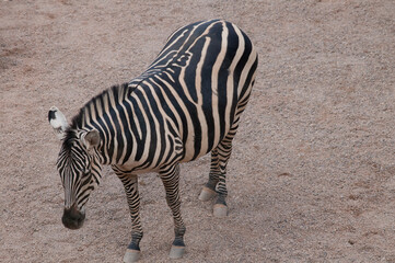 Fototapeta na wymiar zebra in zoo