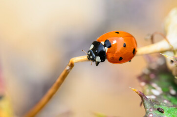 The Coccinellidae commonly known as ladybug , or ladybird, or ladybird beetle, or lady beetle © Sergey