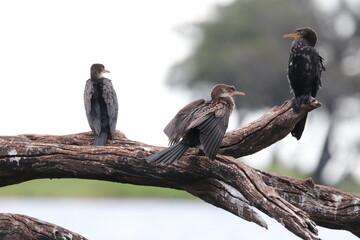 African Cormorants and Darter birds by the Chobe River in Botswana