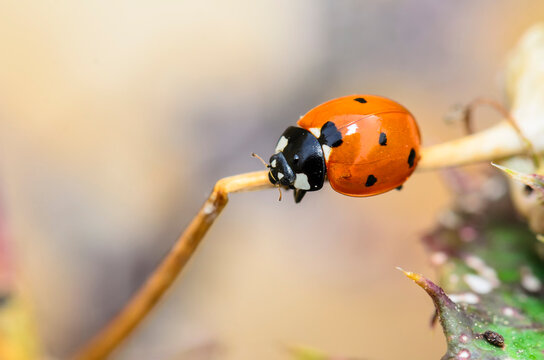The Coccinellidae commonly known as ladybug , or ladybird, or ladybird beetle, or lady beetle