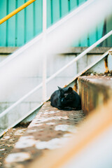 Stray cat
