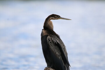 African Cormorants and Darter birds by the Chobe River in Botswana