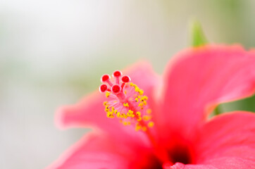 Fototapeta na wymiar The Hibiscus rosa-sinensis, known colloquially as Chinese hibiscus
