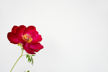 Red japanese peony on white background on the left, copy space for design