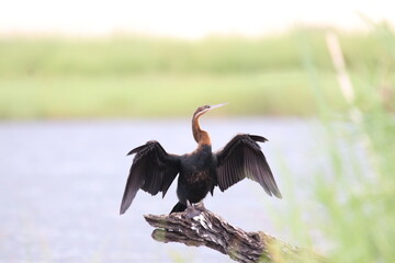 African Cormorants and Darter birds by the Chobe River in Botswana