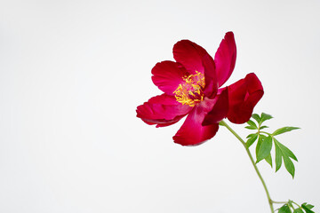 Red japanese peony on white background on the right, copy space for design