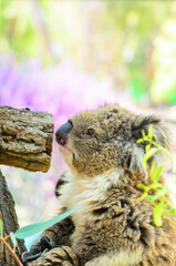 The Australian koala bear in open aviary