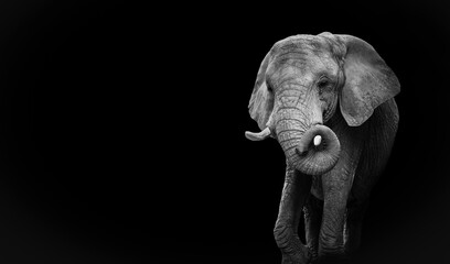 Black and white portrait african elephant