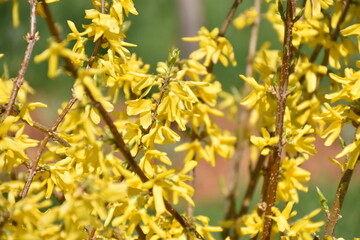 Beautiful Summer Yellow Day Lillies Forsythia Butterweed Wildflowers