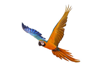 Colorful flying macaw parrot isolated on white