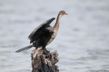 African Cormorants and Darter birds by the Chobe River in Botswana