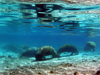 Manatees attracted to Hunter spring for its warm water