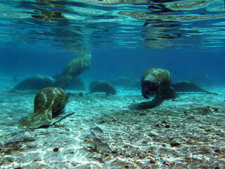 Manatees attracted to Hunter spring for its warm water