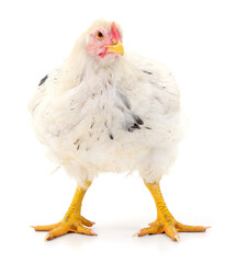 white hen isolated.