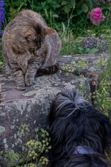 Dog and cat look at each other with curiosity