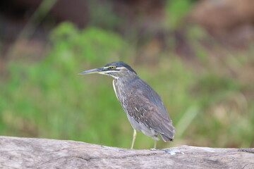 African Cormorants and Darter birds by the Chobe River in Botswana