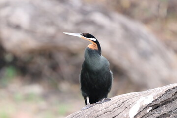 African Cormorants and Darter birds by the Chobe River in Botswana