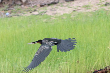 African Cormorants and Darter birds by the Chobe River in Botswana