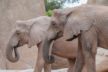 Fototapeta premium elephant in the zoo
