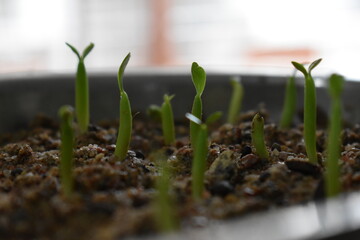 sprouts in the soil