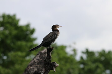 African Cormorants and Darter birds by the Chobe River in Botswana