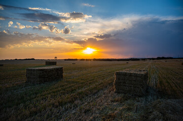 Packages of wheat in a field after harvest during sunset on a summer day