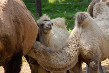 camel in the zoo