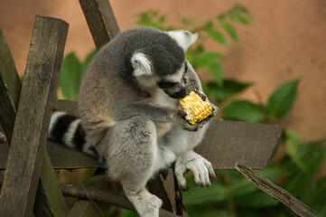 ring tailed lemur
