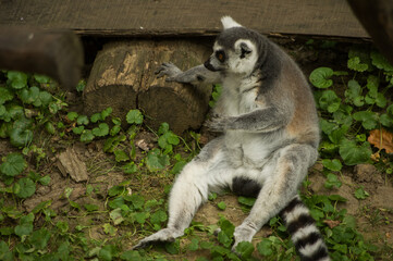 ring tailed lemur