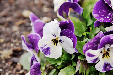 Pansy - Viola x wittrockiana.
