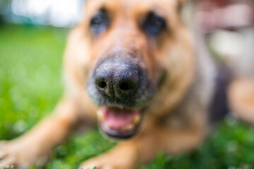 Low angle portrait shot of a 13 years old german shepherd, shallow depth of field, focus on the...