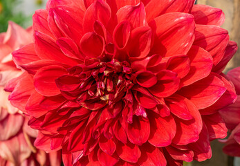 red dahlia flower close up, macro photography of red dahlia flower