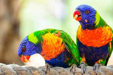 Pair of The rainbow lorikeet sitting on rope