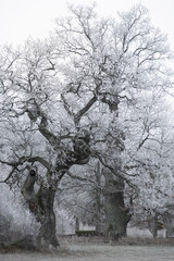 Oak trees with rime frost