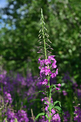 Bright magenta  blooming  fireweed  (Epilobium angustifolium).