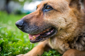 Low angle side portrait shot of a 13 years old german shepherd , focus on the firs.