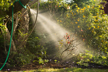 A hose draped over a tree, spraying water on a rose bush