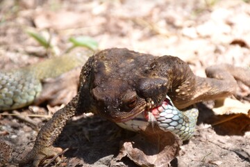 Side view of toad (bufo) bitten by collared snake (Natrix astreptophora) on a bloody front leg.