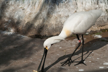 grey crowned crane