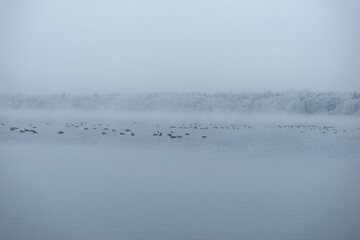 Winter landscape with geese in frozen lake