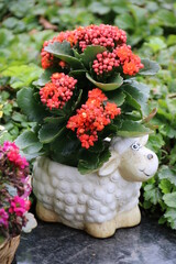 Bunte Blumen im Blumentopf als Schaf in der Natur