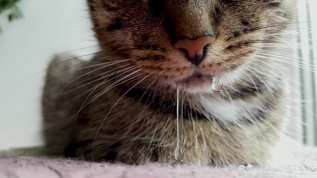 Sad sick cat. The Cat was poisoned, saliva dripping from his mouth.