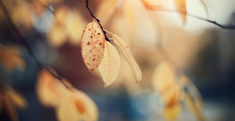 Autumn background with yellow leaves on branches.