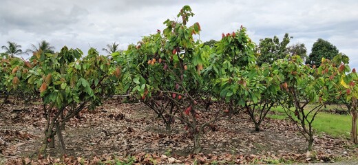 Photo of green cocoa farm 