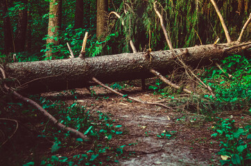 large fallen spruce tree is lying on a path in the forest. Beautiful background of nature, forests